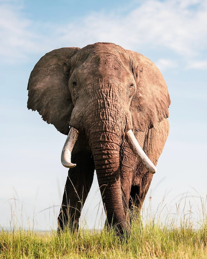 Elephant Safari